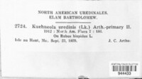 Kuehneola uredinis image